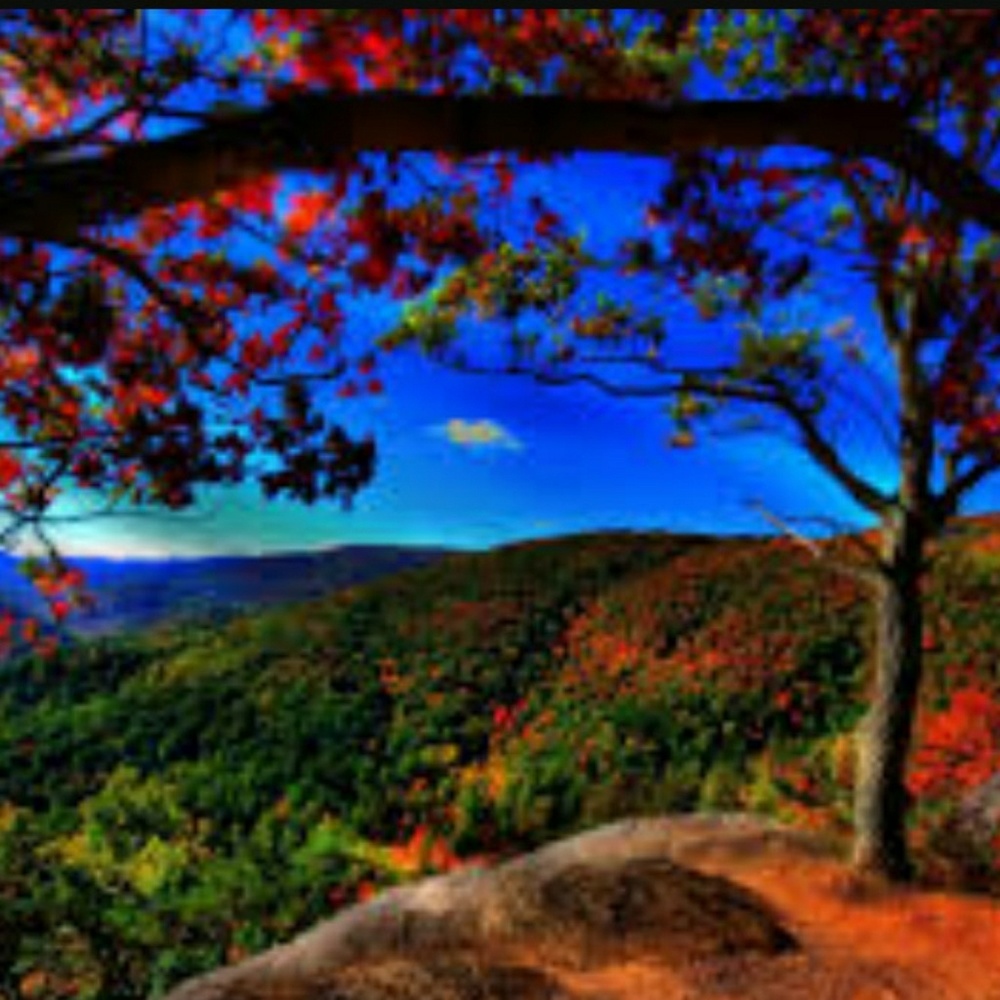 Posh Ambassador👑Top Rated Seller👑Fast Shipper